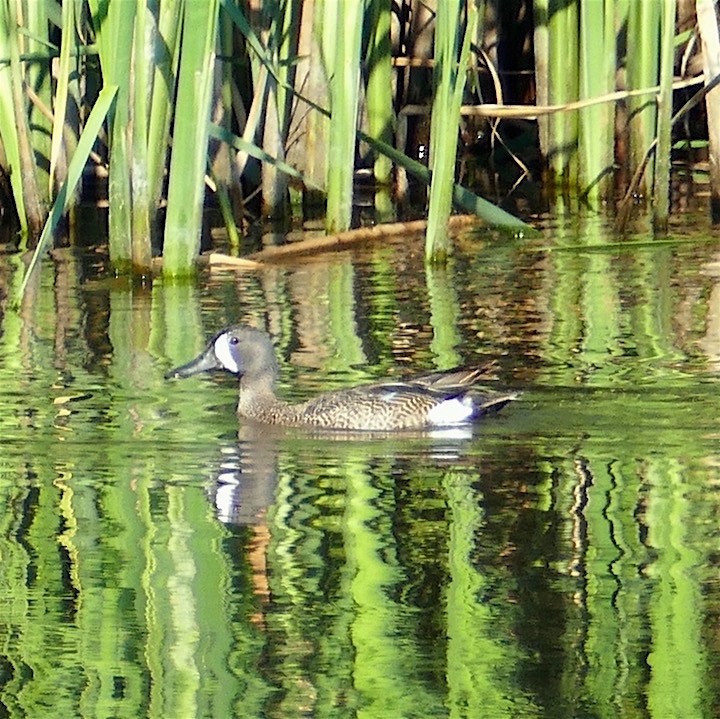 Blue-winged Teal - ML352322051