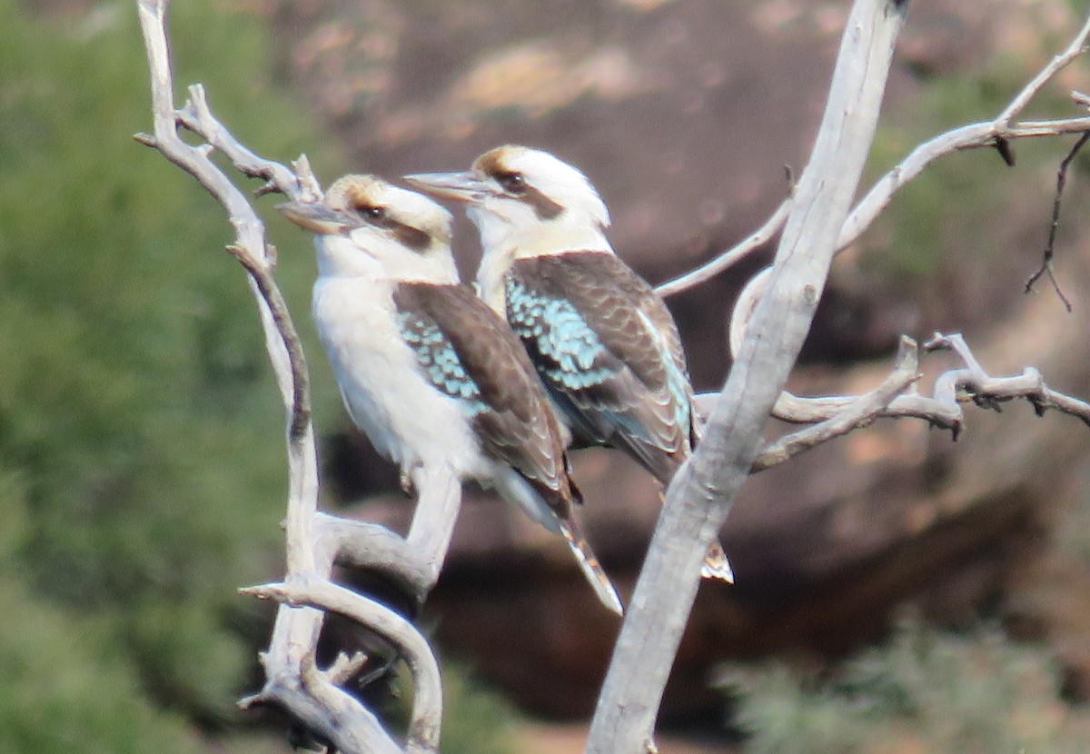 Laughing Kookaburra - ML352324751
