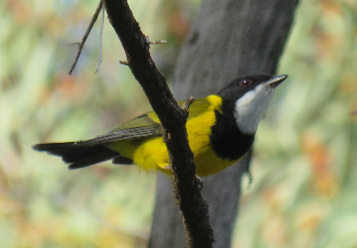 Golden Whistler (Eastern) - ML352324851