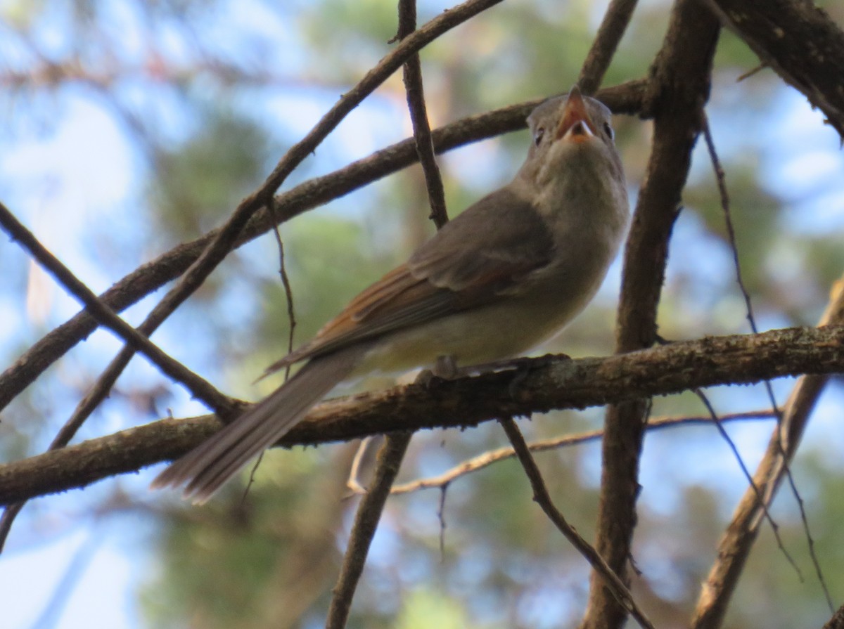 Golden Whistler (Eastern) - ML352325231