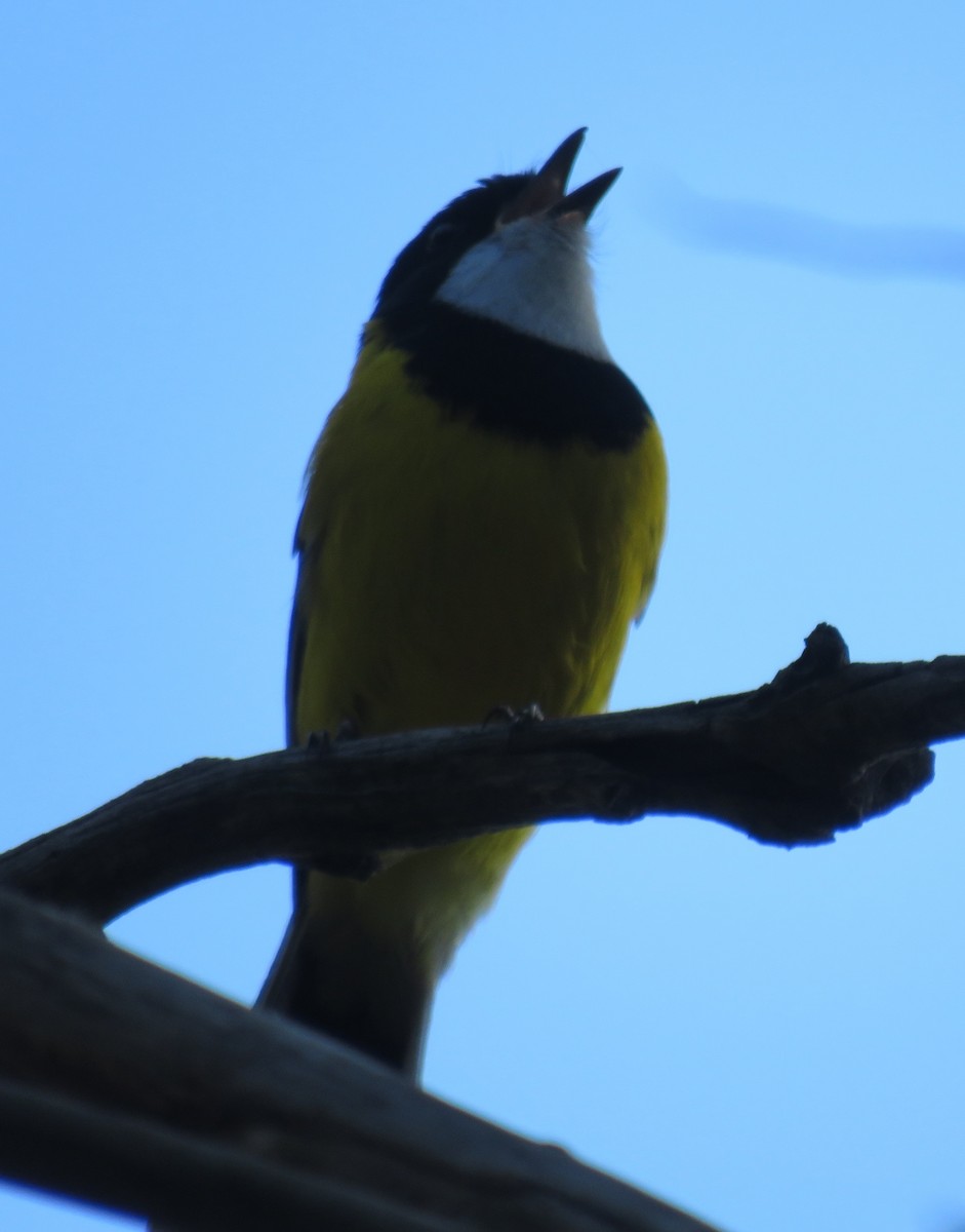 Golden Whistler (Eastern) - ML352325241