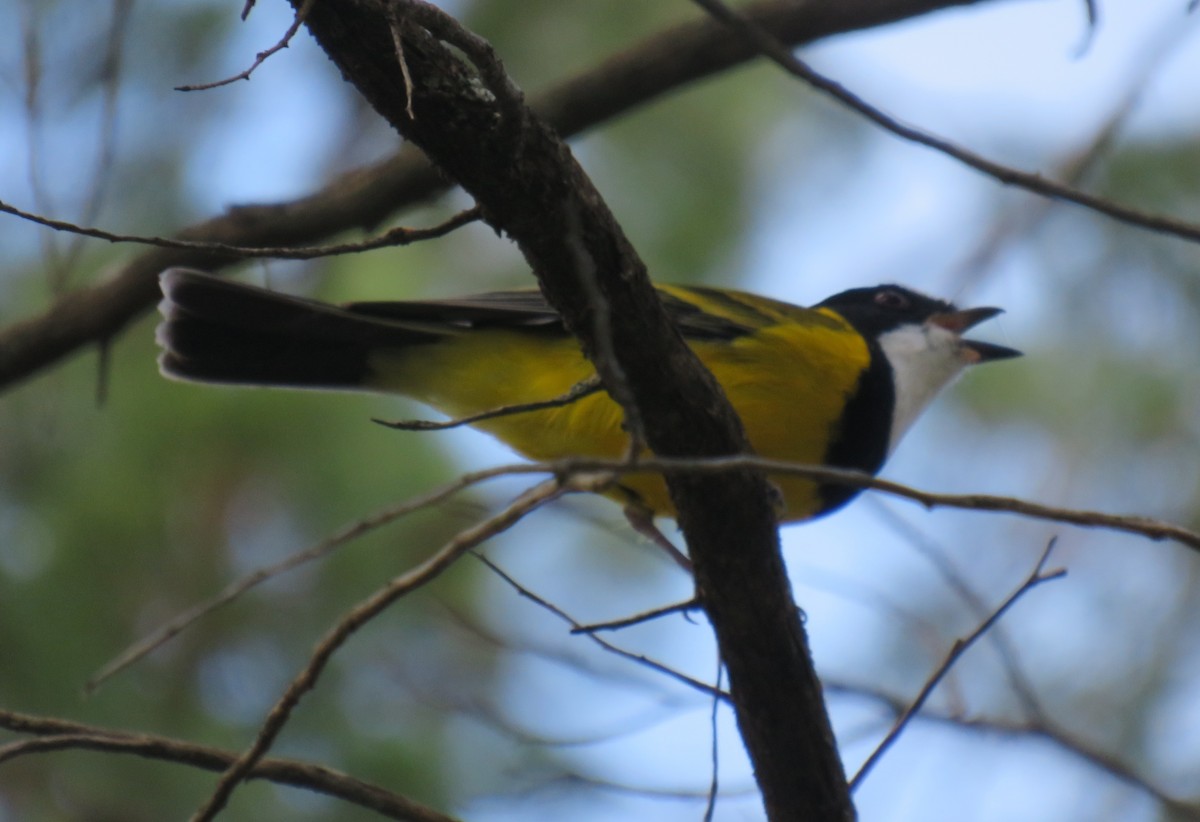 Golden Whistler (Eastern) - ML352325271