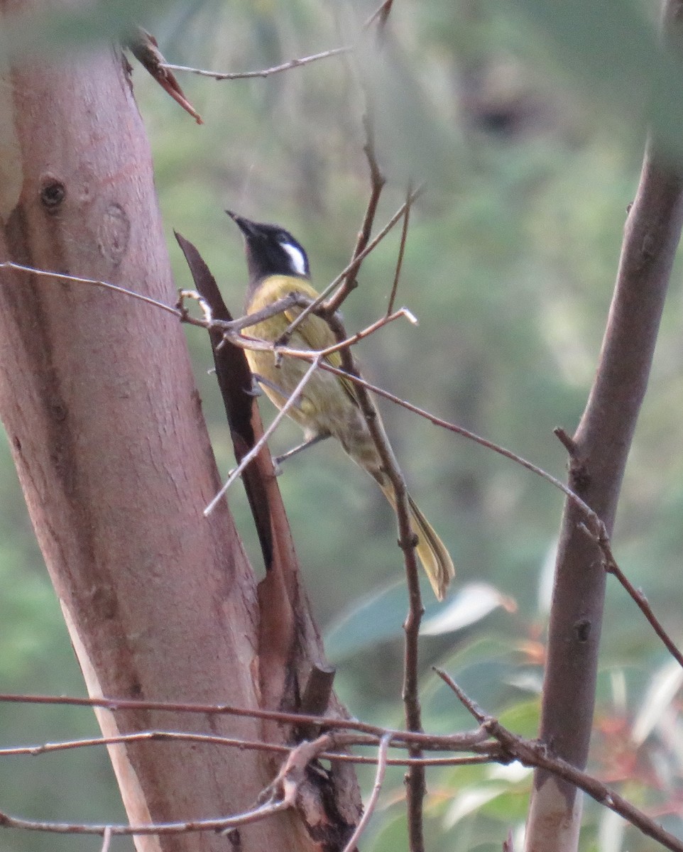 White-eared Honeyeater - ML352325311