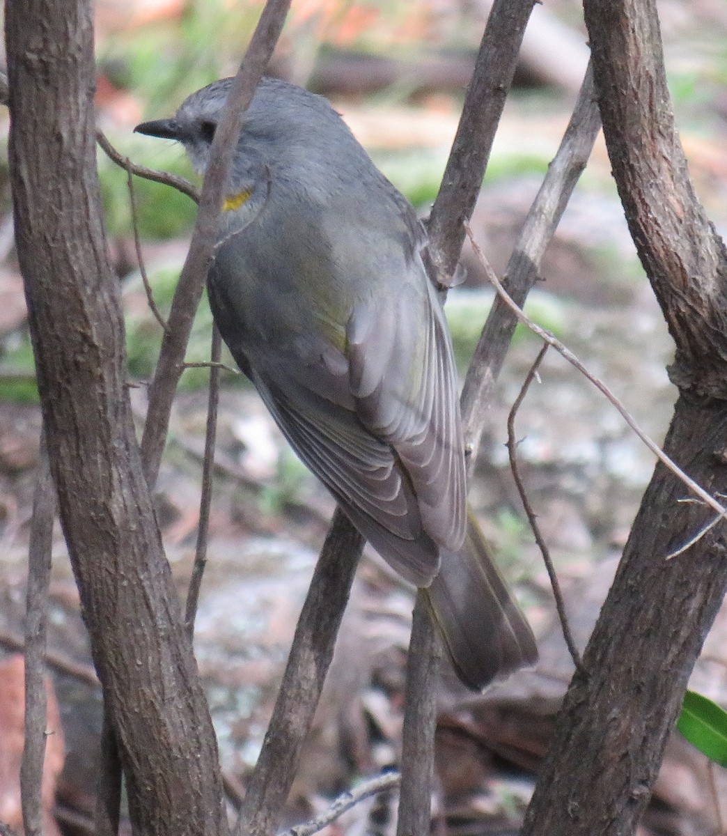 Eastern Yellow Robin - ML352325441