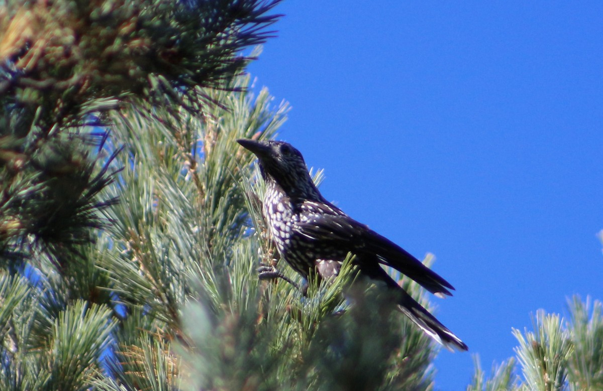 Northern Nutcracker - ML352325561