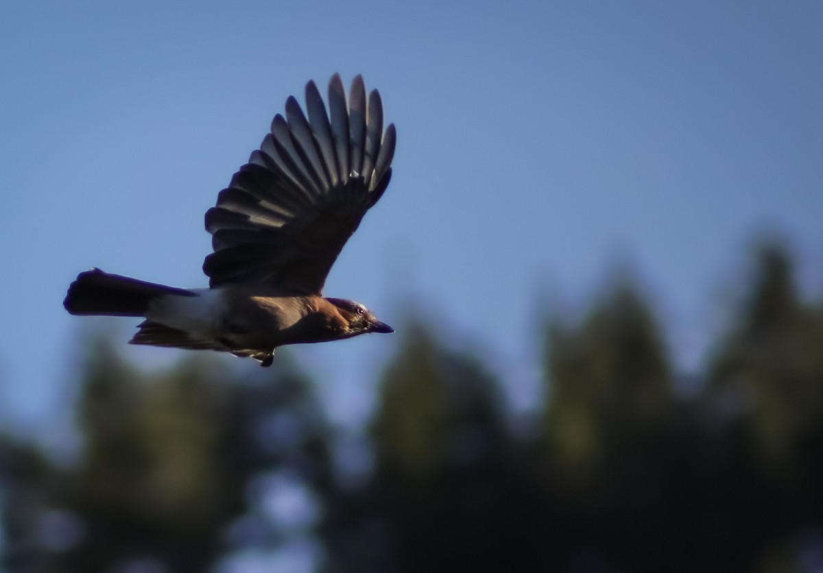 Eurasian Jay - ML352325581