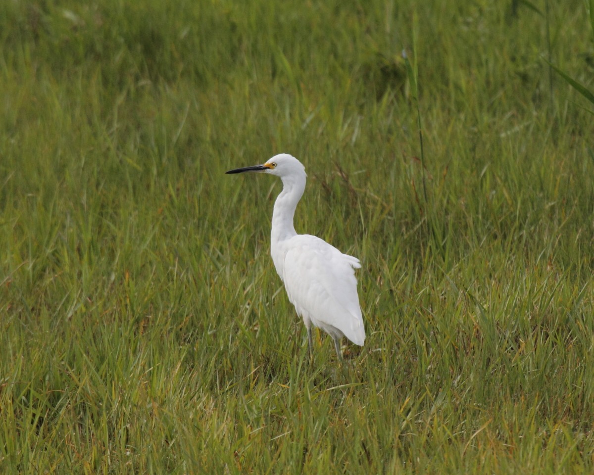 Snowy Egret - ML35232561