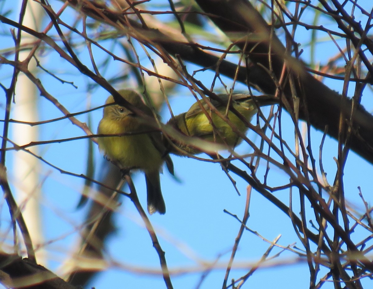 Yellow Thornbill - ML352325611