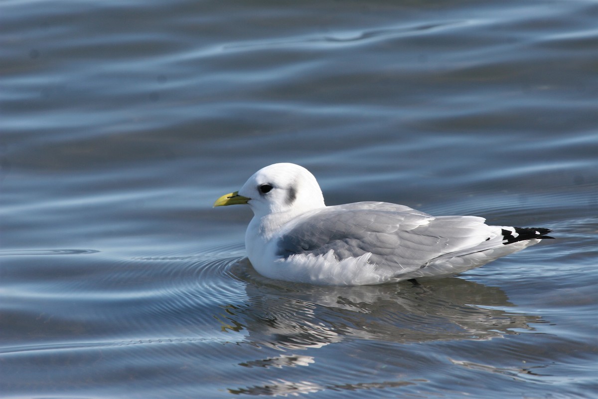 Black-legged Kittiwake - ML352326601