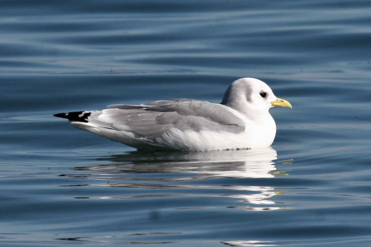 Black-legged Kittiwake - ML352326631