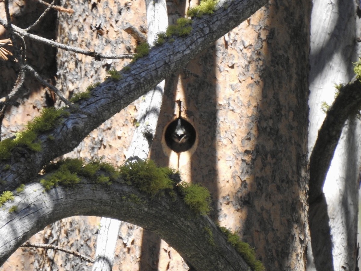 Black-backed Woodpecker - ML352327701