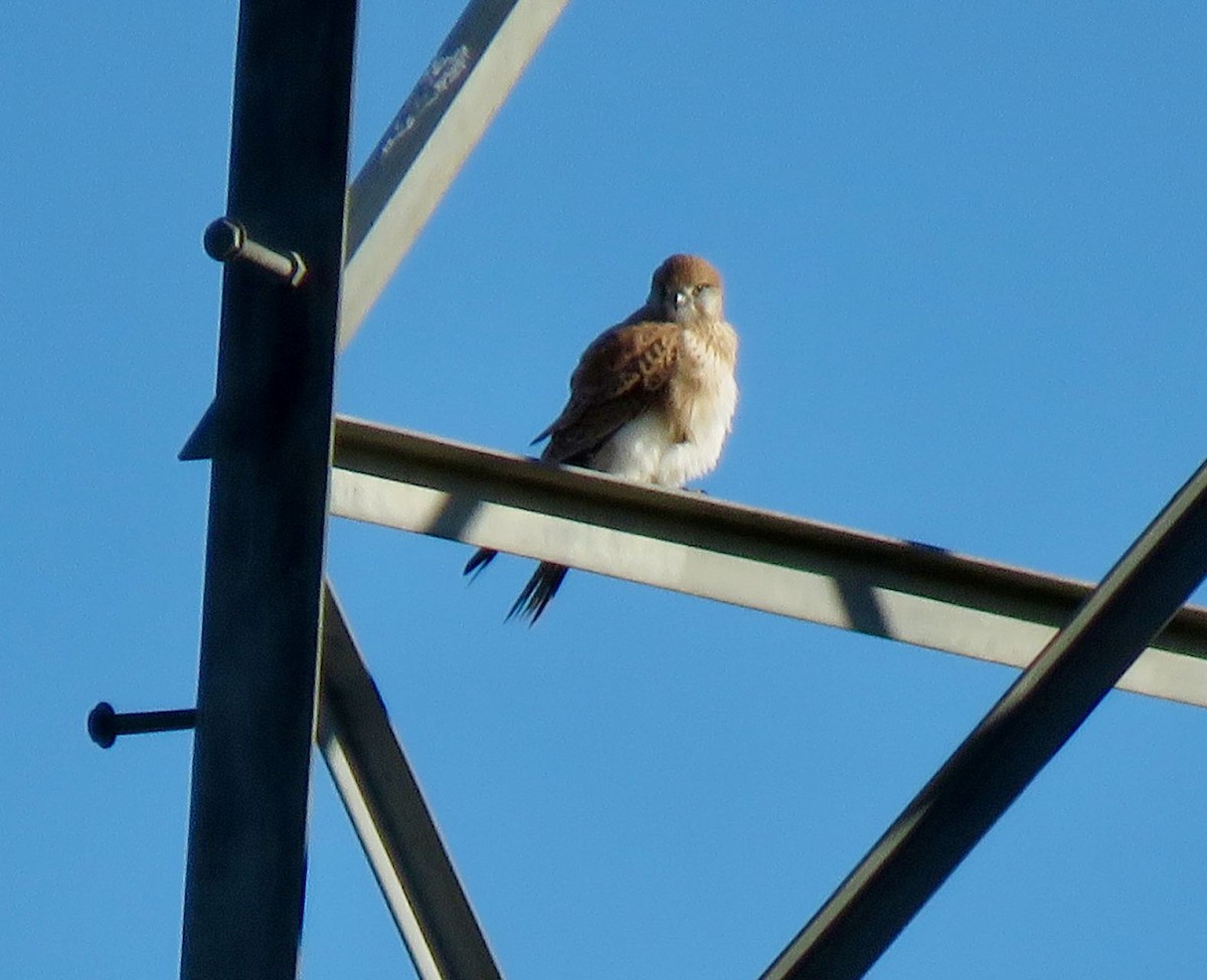 Nankeen Kestrel - ML352327791