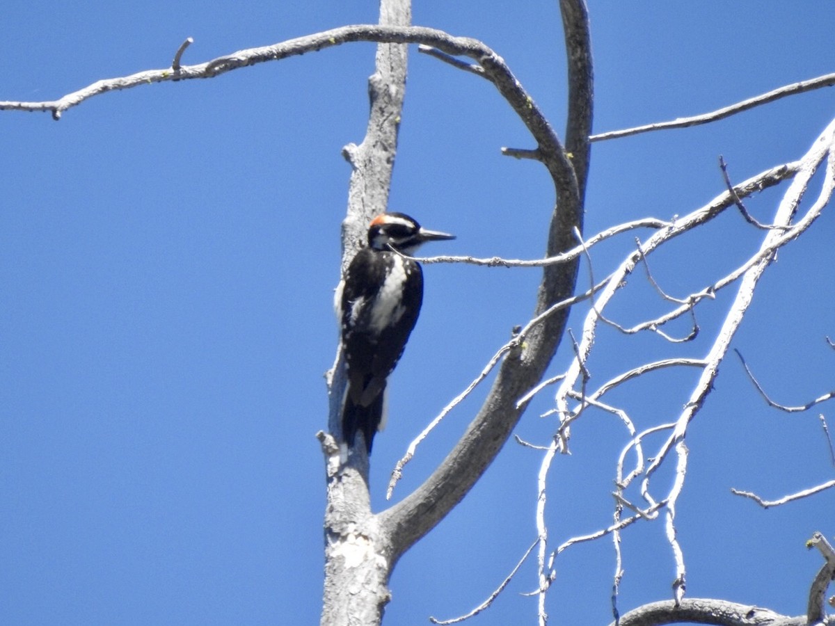 Hairy Woodpecker - ML352327831