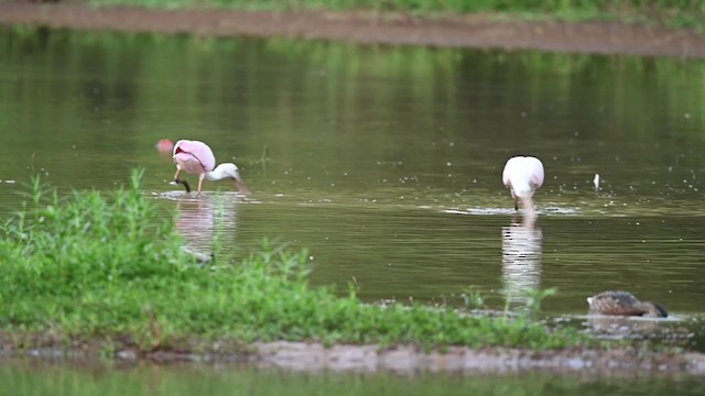 Roseate Spoonbill - ML352328041