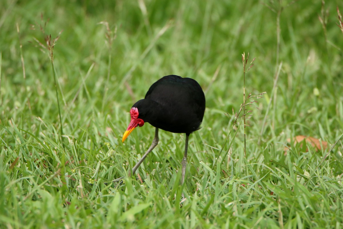 Wattled Jacana (Black-backed) - ML35232811