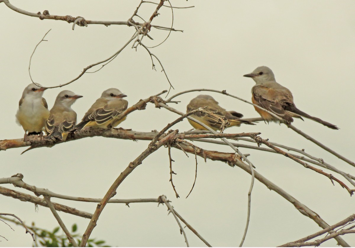 Scissor-tailed Flycatcher - ML352328271