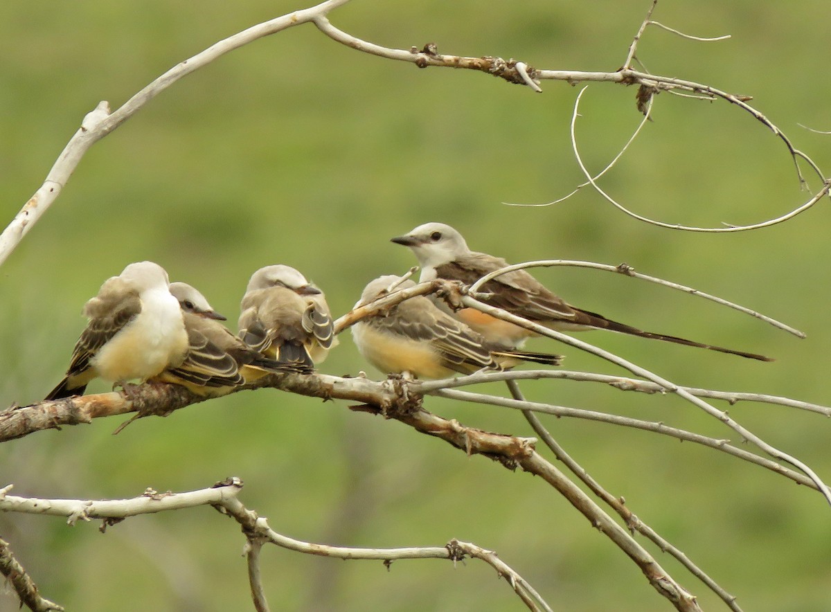 Scissor-tailed Flycatcher - ML352328301