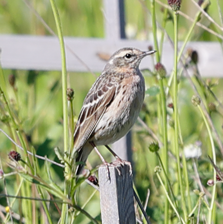 Rosy Pipit - ML352328351