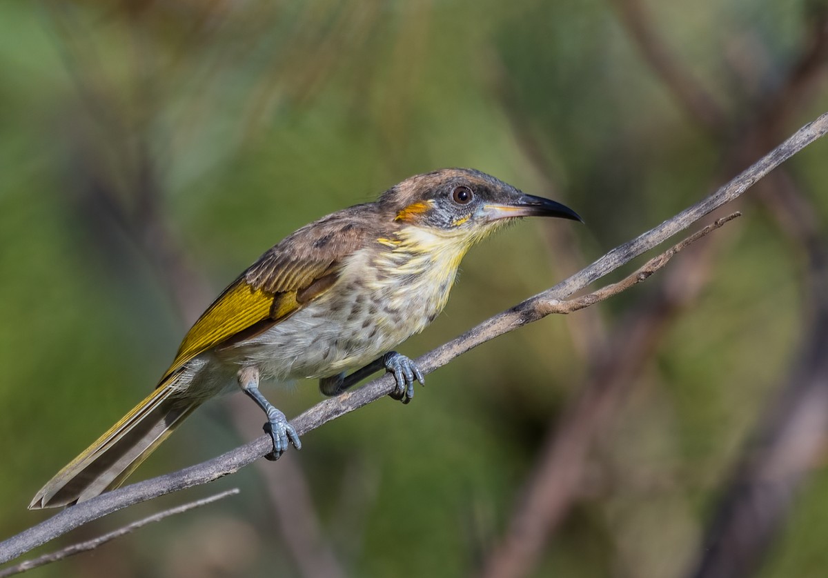 White-streaked Honeyeater - Barry Deacon