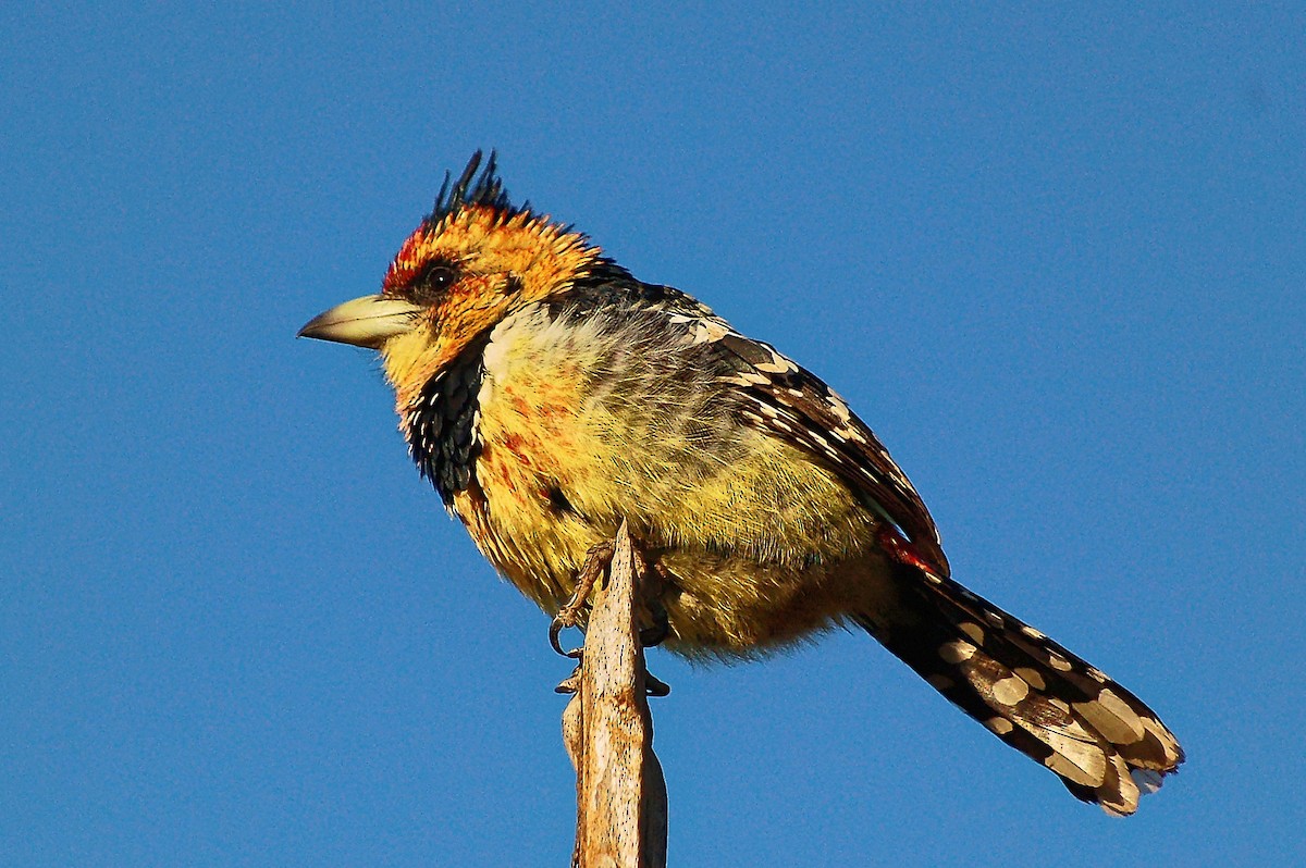 Crested Barbet - ML352329601