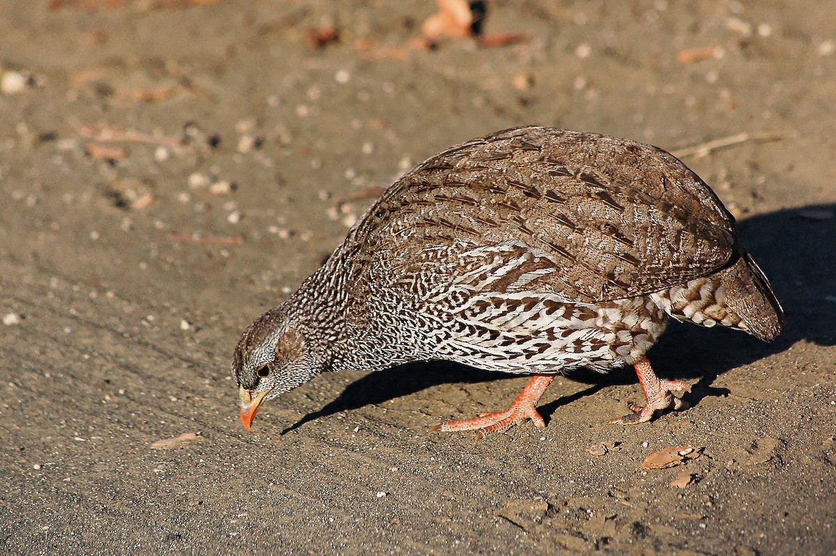 Natal Spurfowl - ML352329631