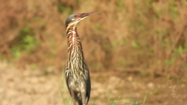 Black Bittern - ML352329651