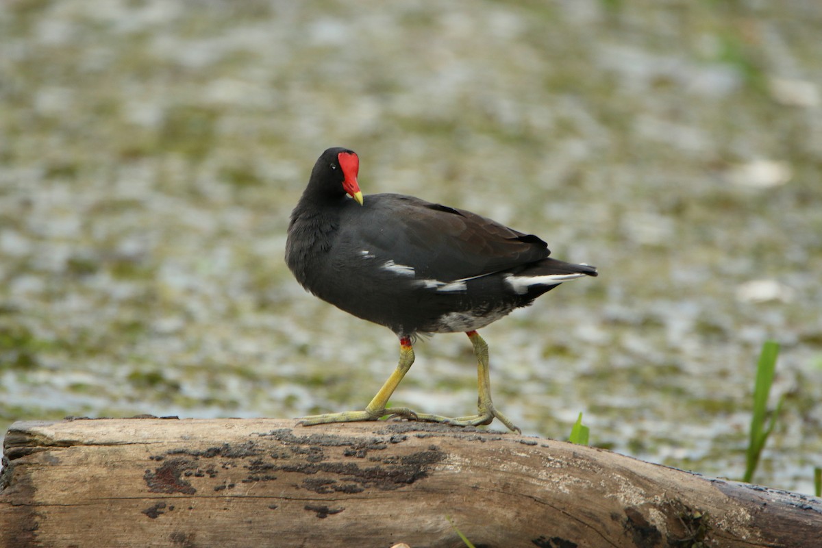 Common Gallinule - Albert Linkowski