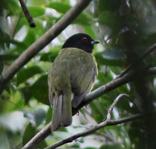 Black-headed Berryeater - ML35233071