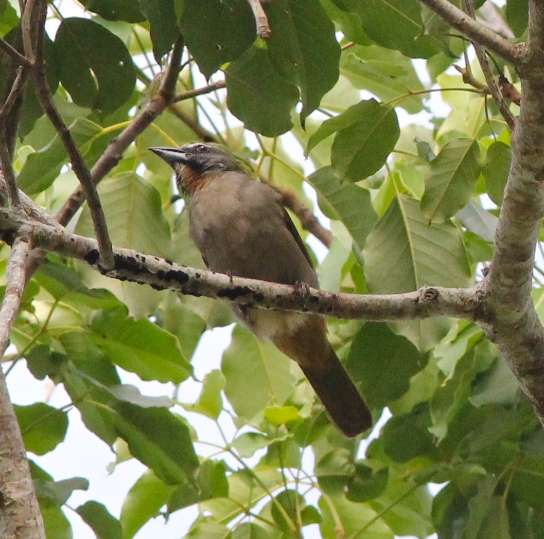 Buff-throated Saltator - Dave Czaplak