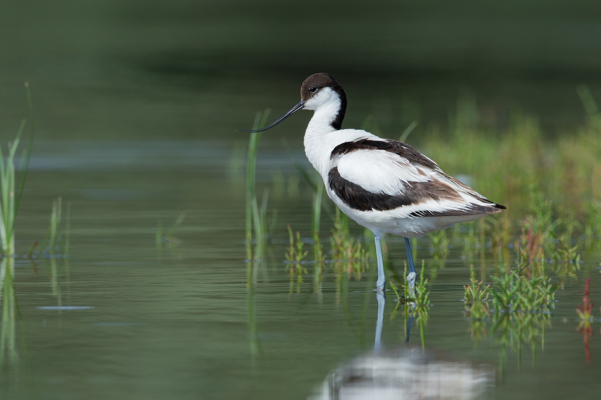 Avocette élégante - ML352336151