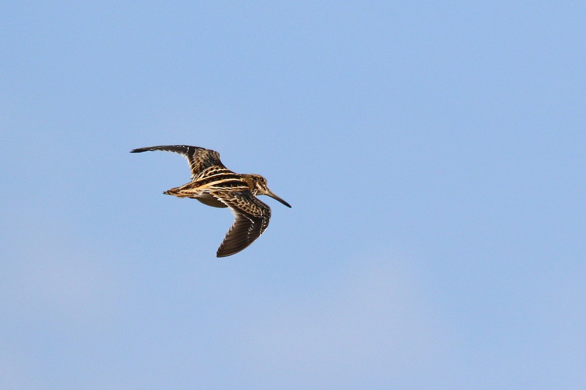 Jack Snipe - Marcin Dyduch