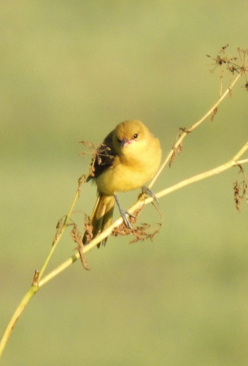 Orchard Oriole - ML352336241