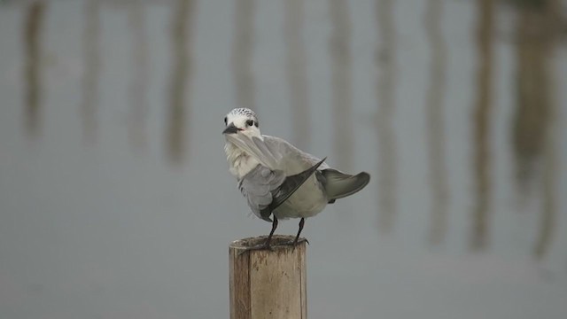 Whiskered Tern - ML352337161