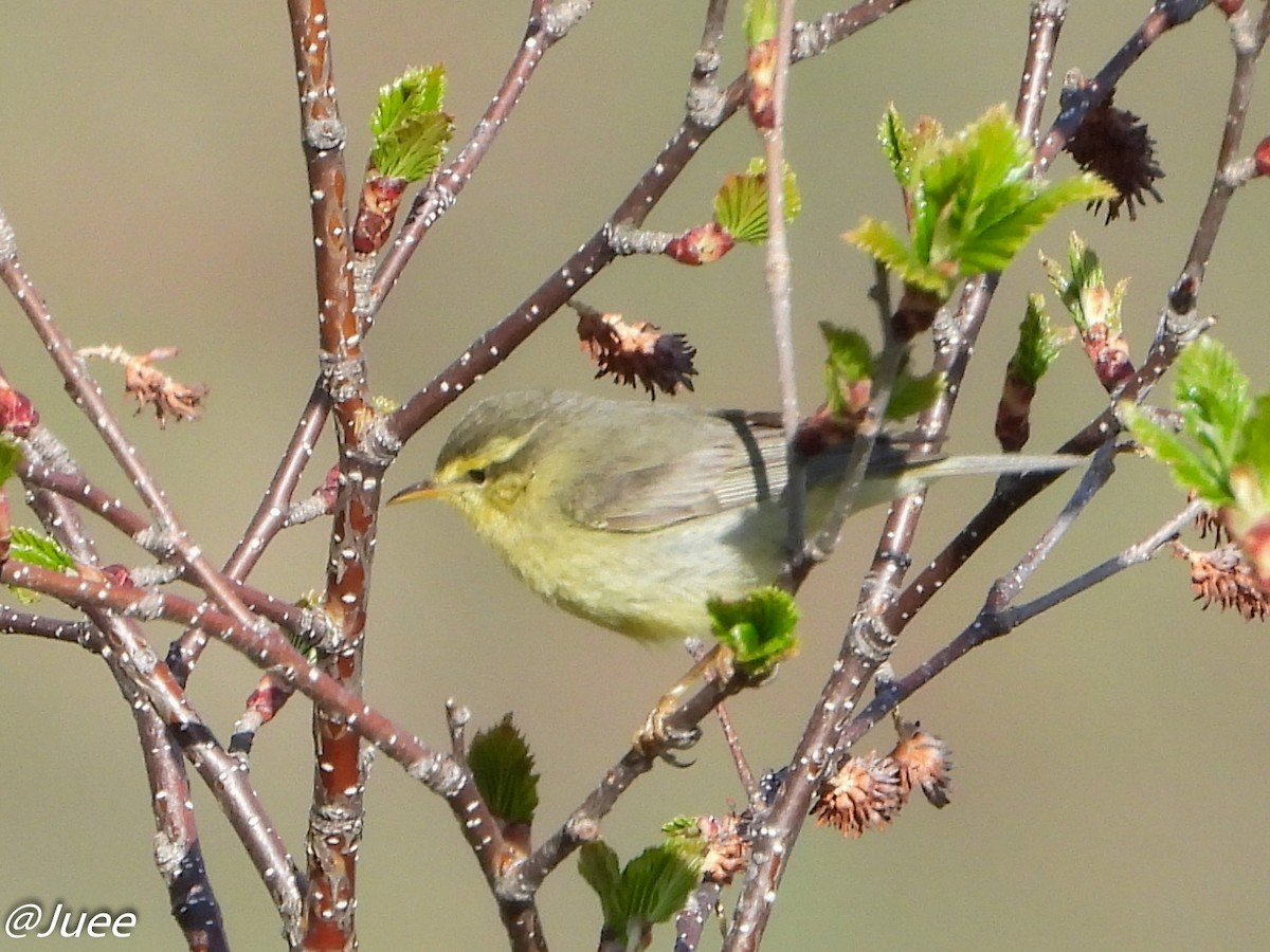 Tickell's Leaf Warbler (Tickell's) - juee khopkar