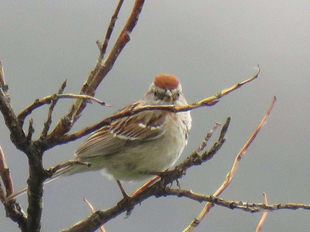 American Tree Sparrow - ML352338981