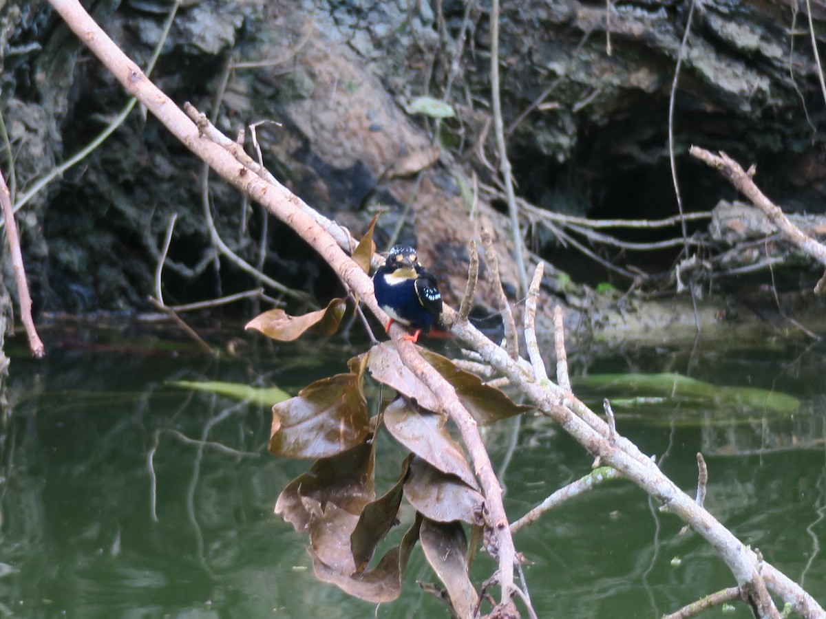 Northern Silvery-Kingfisher - ML352340151