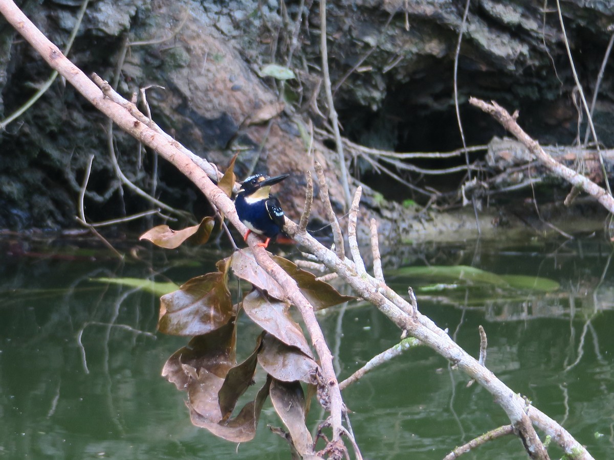 Northern Silvery-Kingfisher - ML352340161