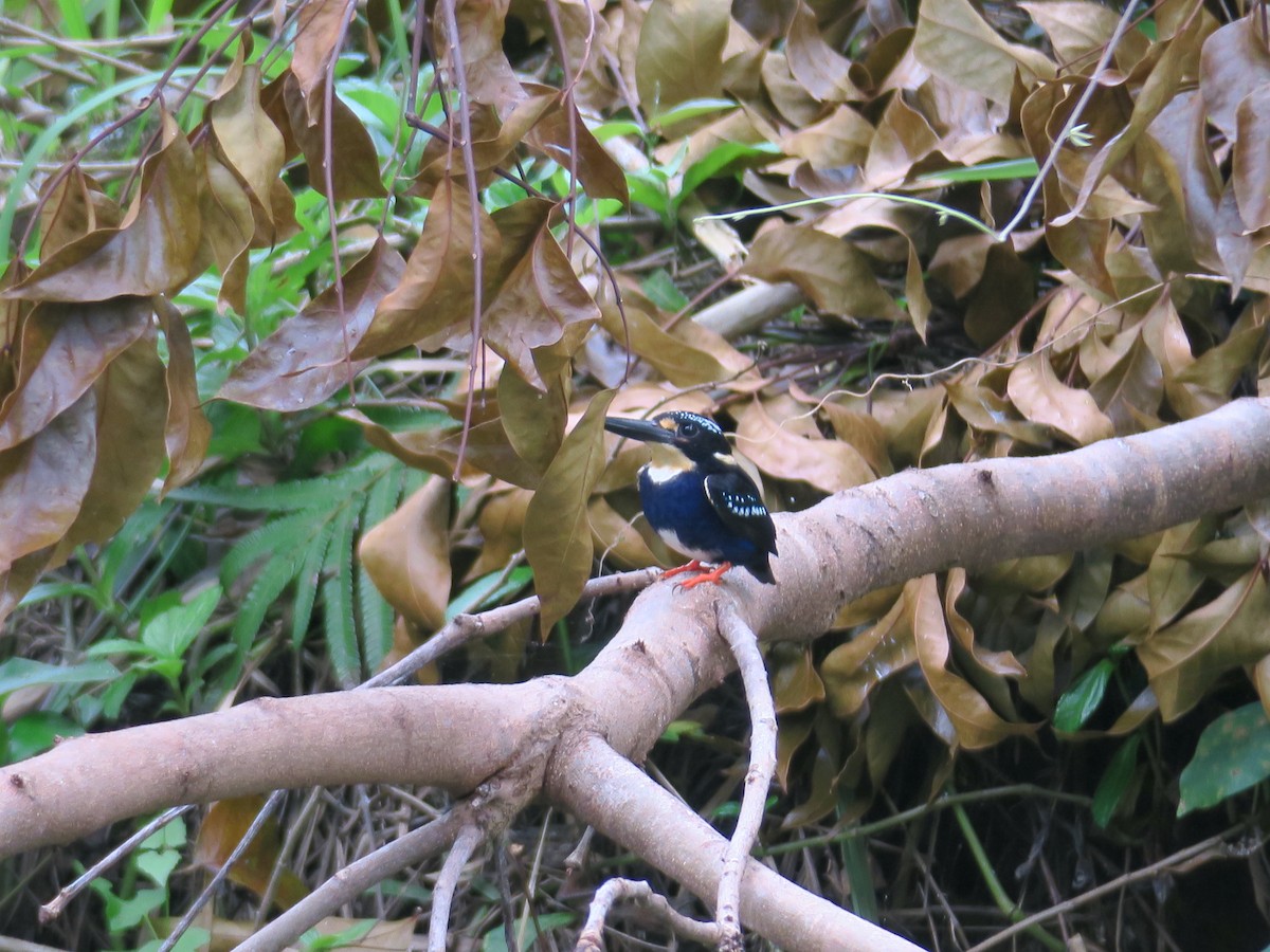 Northern Silvery-Kingfisher - ML352340311