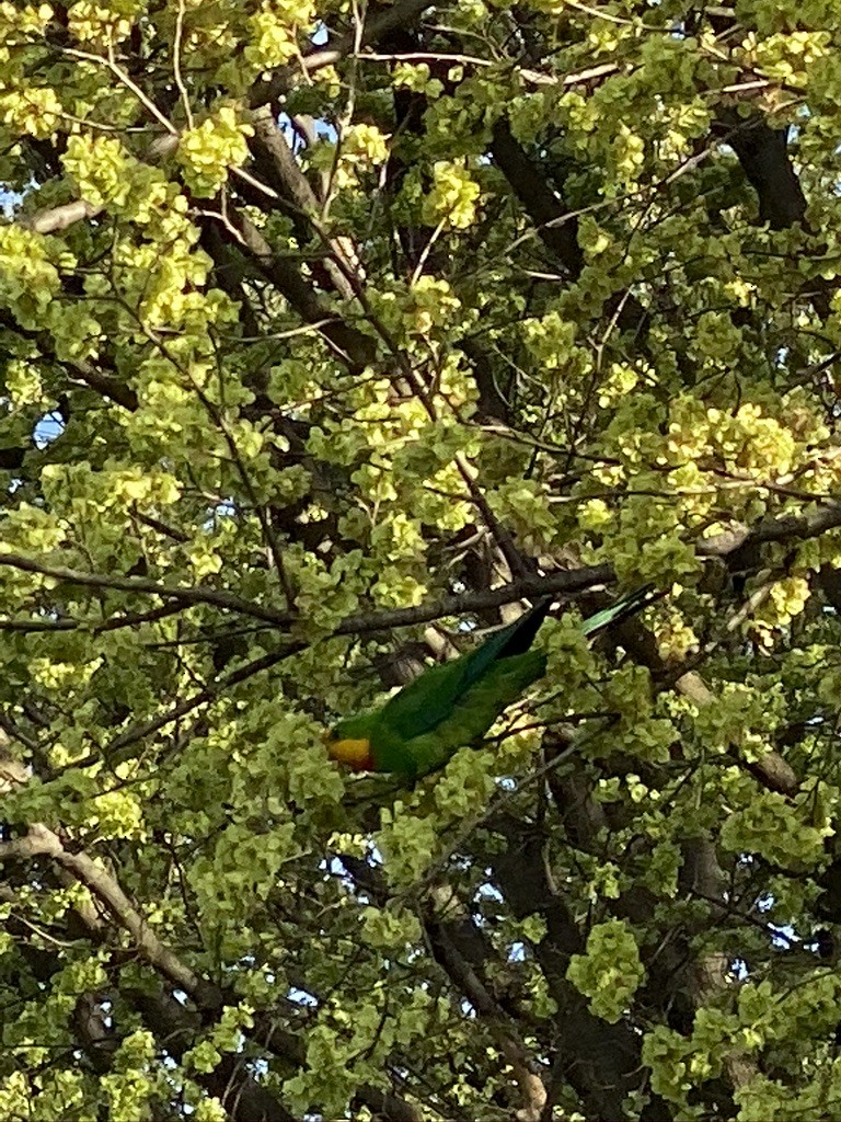 Superb Parrot - ML352340421