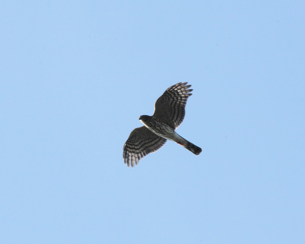 Sharp-shinned Hawk (Northern) - ML35234051