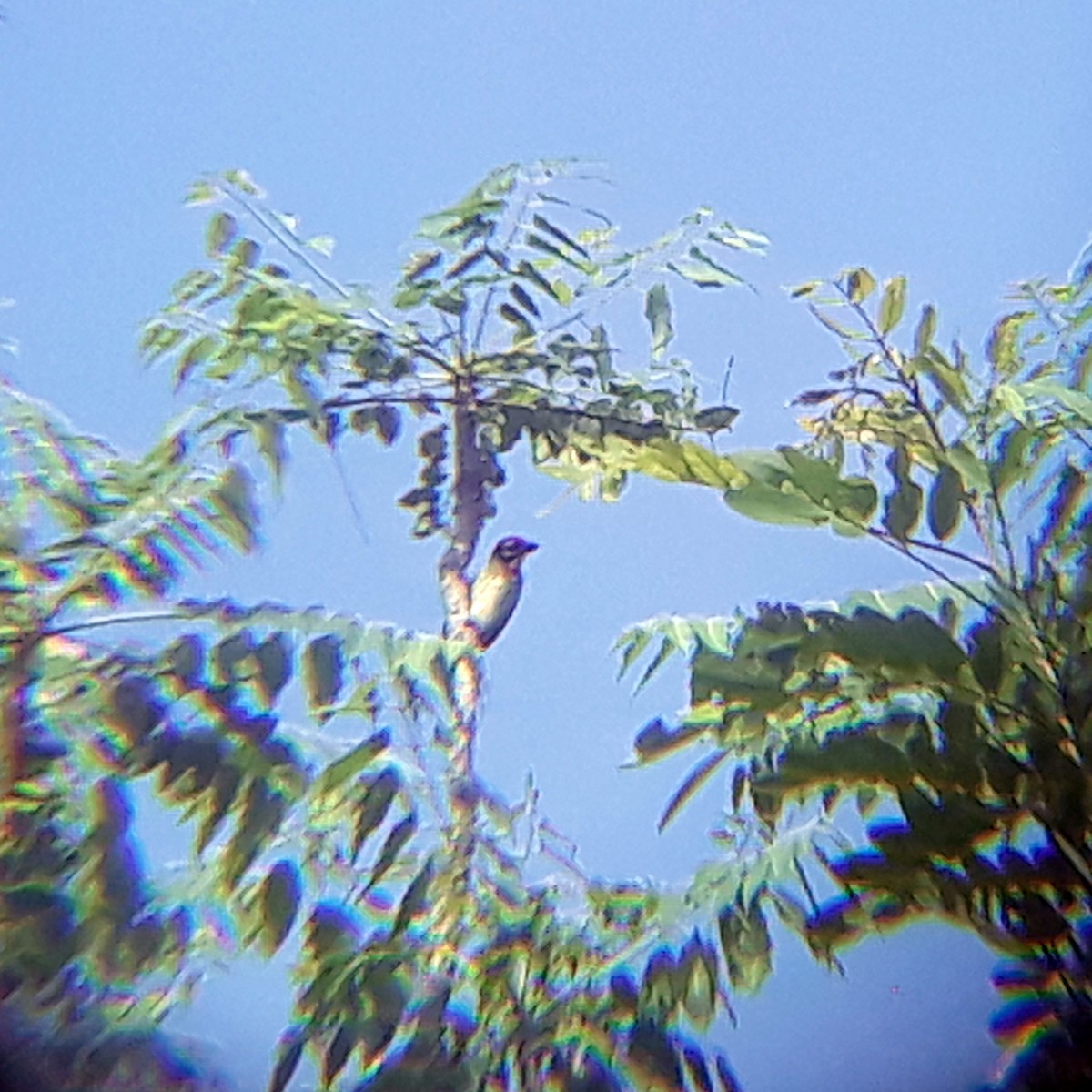 Coppersmith Barbet - ML352341371