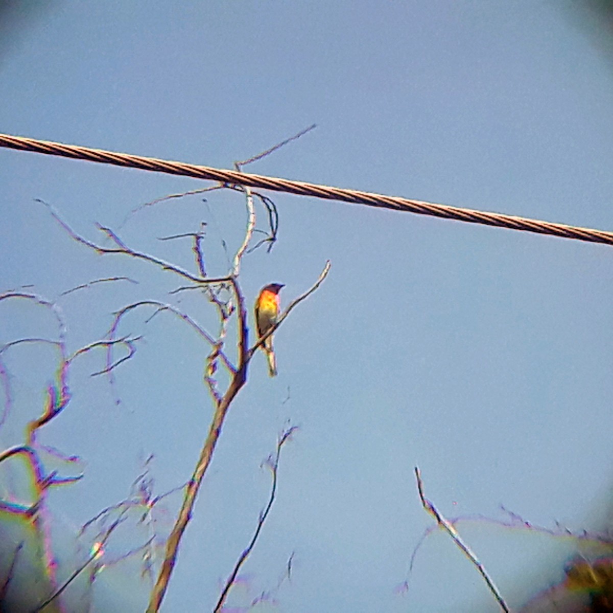 Small Minivet - ML352341441