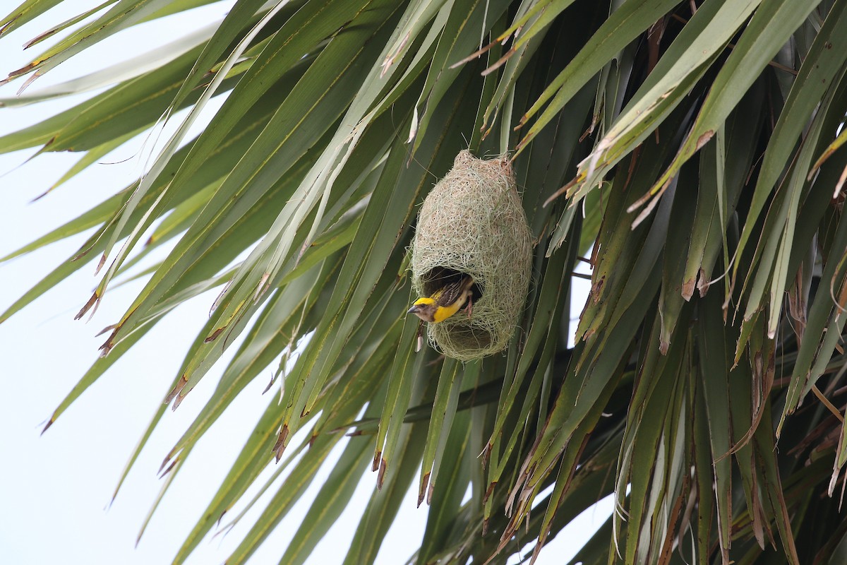 Baya Weaver - Melvin Jaison