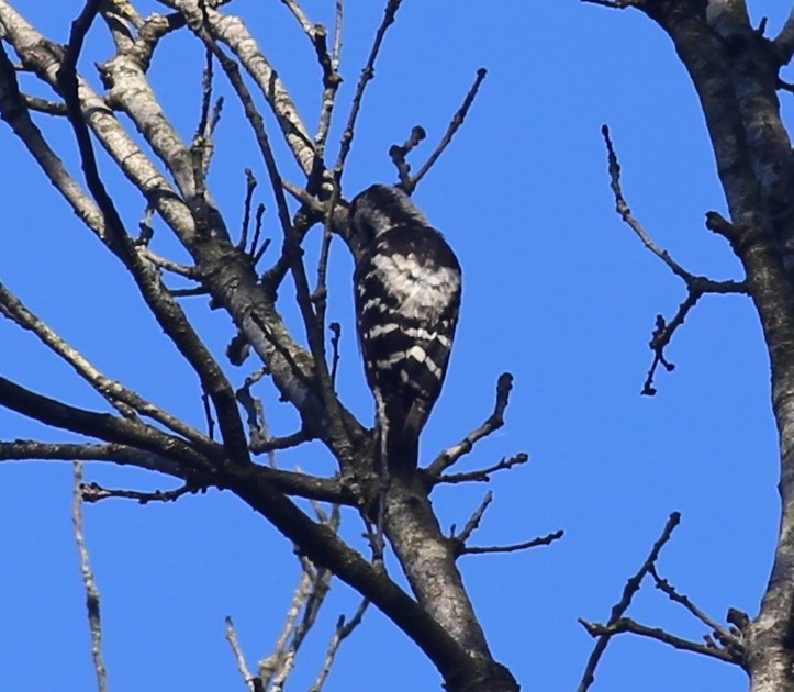 Lesser Spotted Woodpecker - ML352342841
