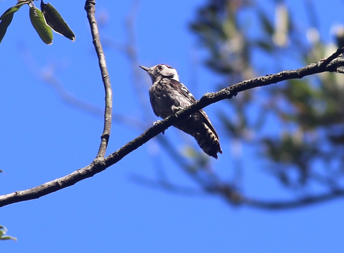 Lesser Spotted Woodpecker - ML352342851