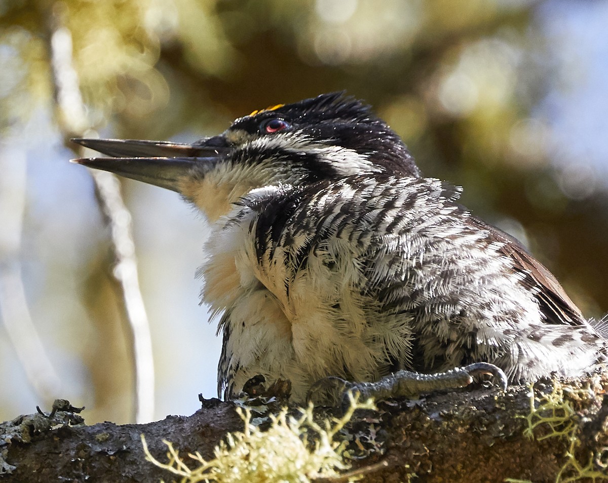 Black-backed Woodpecker - David Bird