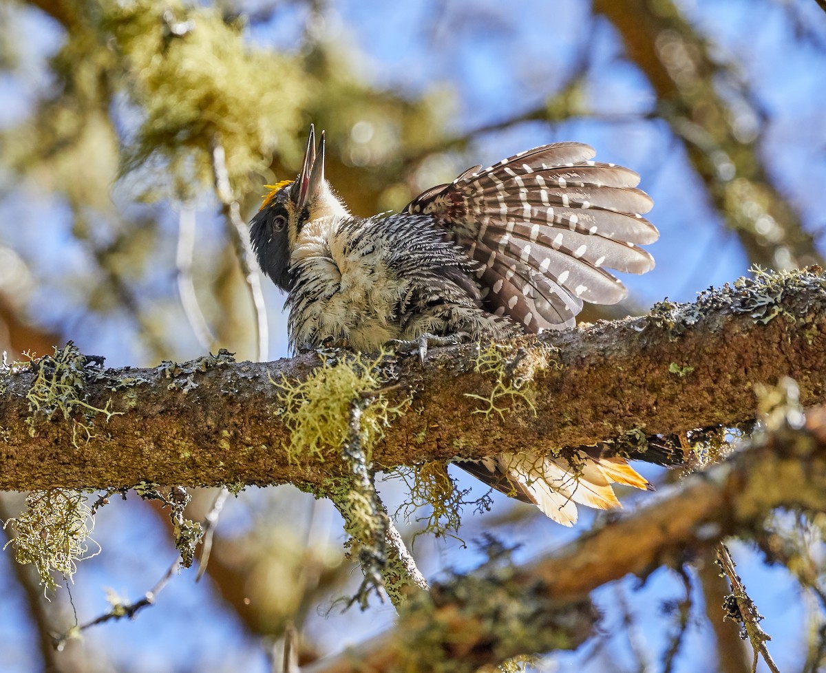Black-backed Woodpecker - David Bird