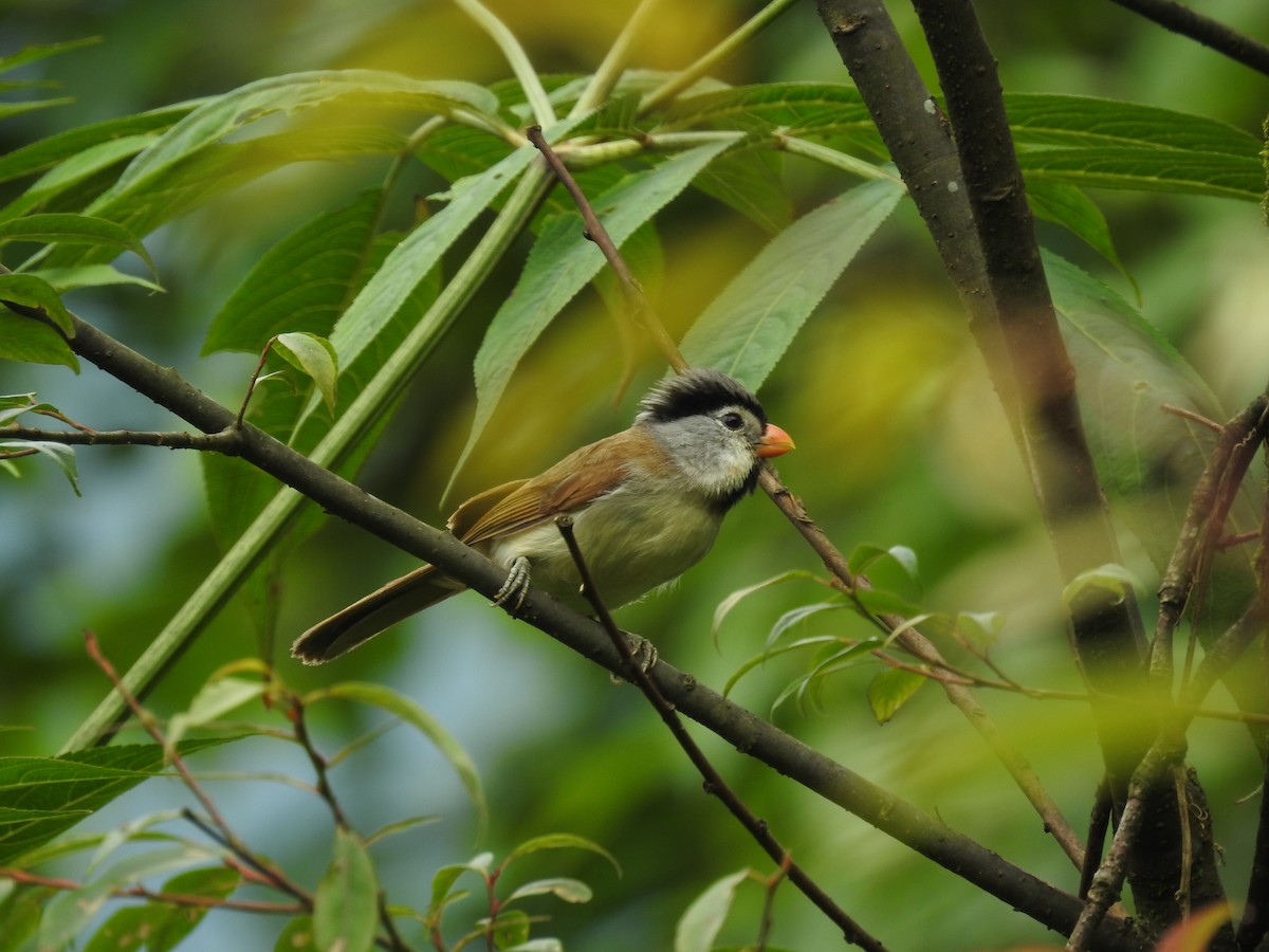 Gray-headed Parrotbill - Wenyi Zhou