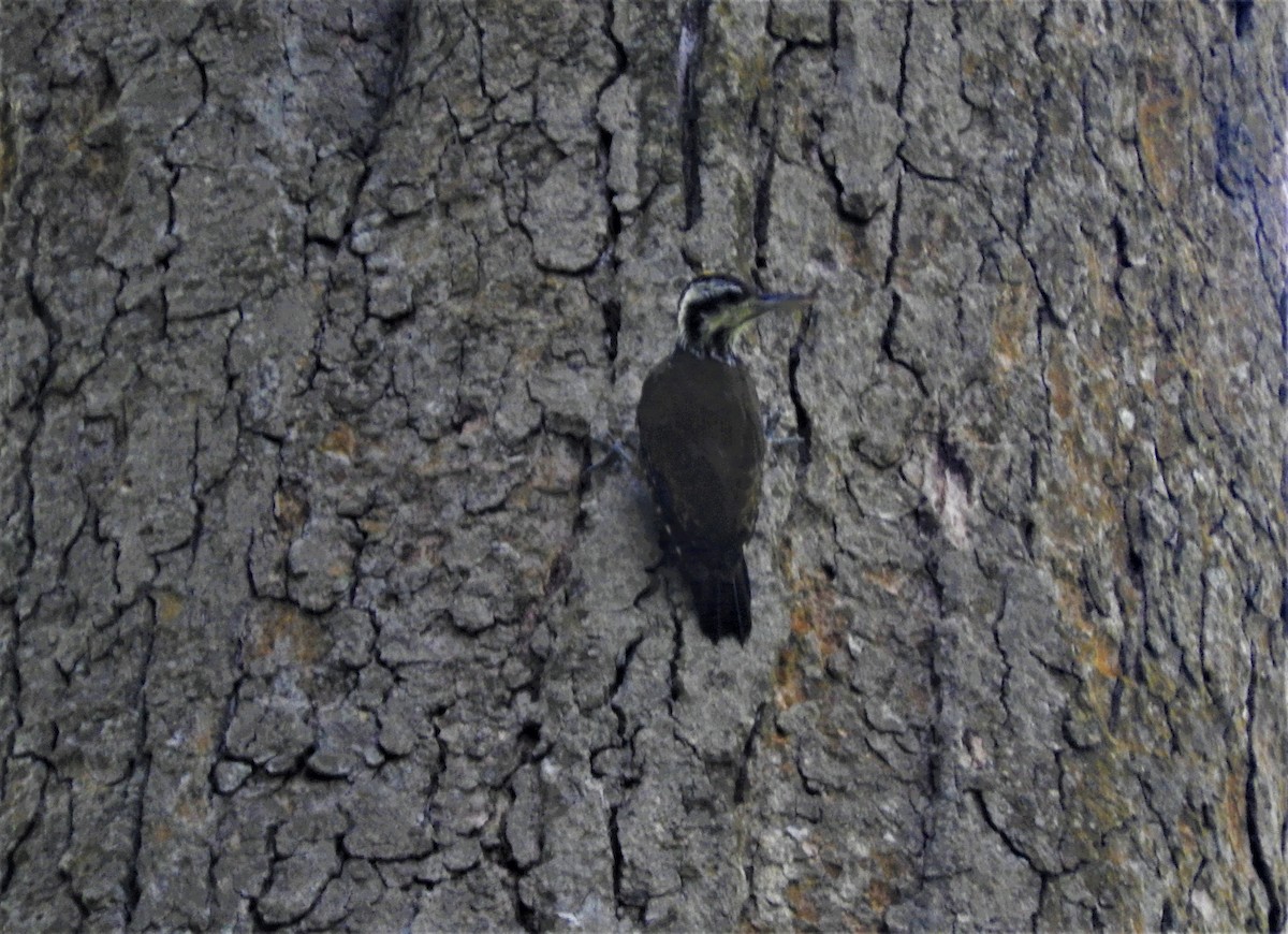 Golden-crowned Woodpecker - Eric Haskell