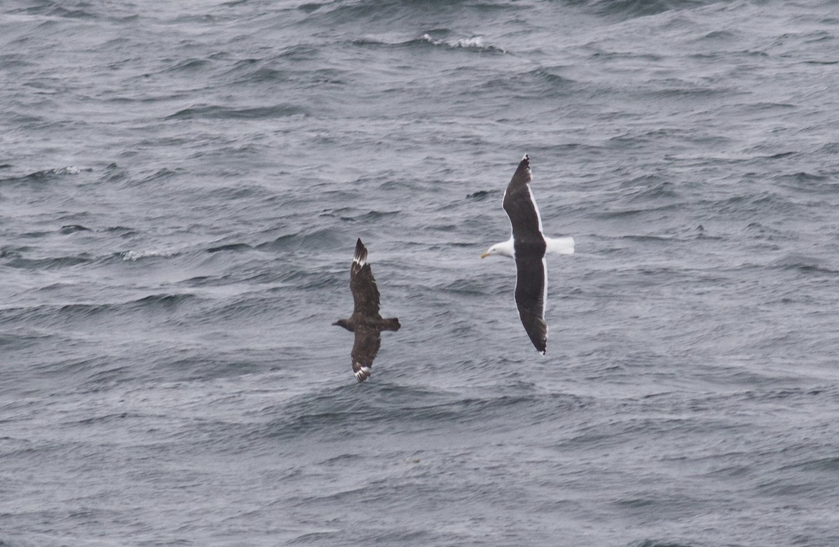 South Polar Skua - ML352350171